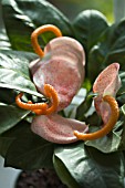 ANTHURIUM SHERZERIANUM SCOTT