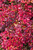 BERBERIS THUNBERGII ADMIRATION