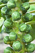 BRASSICA OLERACEA GEMMIFERA REVENGE