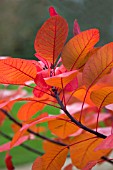 COTINUS GRACE