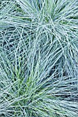 FESTUCA GLAUCA INTENSE BLUE