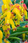 LACHENALIA ALOIDES QUADRICOLOR