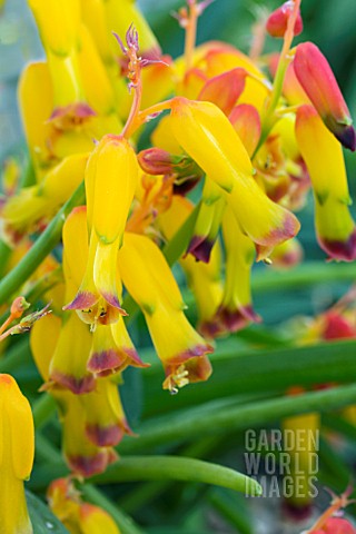 LACHENALIA_ALOIDES_QUADRICOLOR