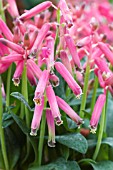 LACHENALIA BULBIFERA GEORGE