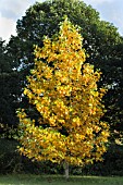 LIRIODENDRON TULIPIFERA GLEN GOLD