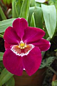 MILTONIA BEL ROYALE X ELIZABETH CASTLE