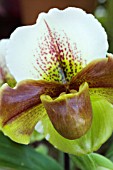 PAPHIOPEDILUM HYBRID