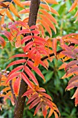 SORBUS OLYMPIC FLAME (DODONG)