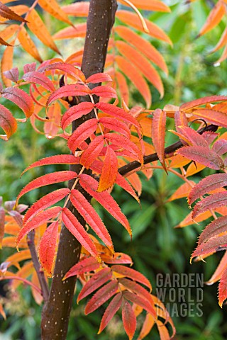 SORBUS_OLYMPIC_FLAME_DODONG