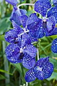 VANDA HYBRID