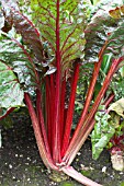 BETA VULGARIS CICLA FLAVESCENS RHUBARB CHARD