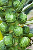 BRASSICA OLERACEA GEMMIFERA TELEGRAPH