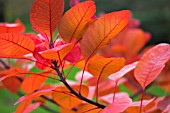 COTINUS GRACE