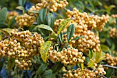 COTONEASTER SALICIFOLIUS ROTHSCHILDIANUS