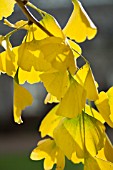 GINKGO BILOBA