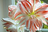 HIPPEASTRUM CLOWN