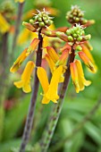 LACHENALIA ALOIDES NELSONII