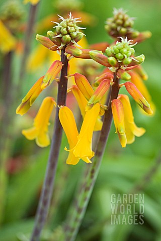 LACHENALIA_ALOIDES_NELSONII