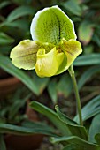 PAPHIOPEDILUM HYBRID