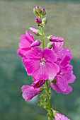 SIDALCEA WENSLEYDALE