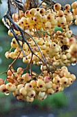 SORBUS JOSEPH ROCK