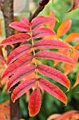 SORBUS OLYMPIC FLAME (DODONG)