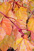 ACER CAPPADOCICUM RED FLAMINGO