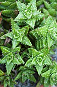 ALOE HUMILIS