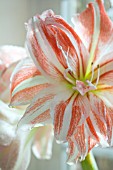 HIPPEASTRUM CLOWN