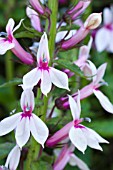 LOBELIA COMPTON PINK