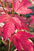 VIBURNUM OPULUS ROSEUM