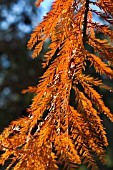 TAXODIUM DISTICHUM