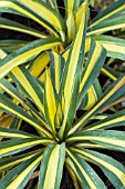 YUCCA FILAMENTOSA COLOR GUARD