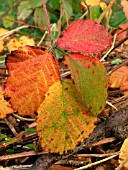 RUBUS FRUTICOSA (BLACKBERRY,  BRAMBLE)