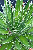 AGAVE FILIFERA