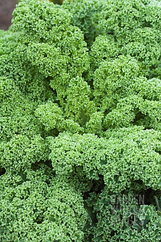 BRASSICA_NAPUS_REFLEX