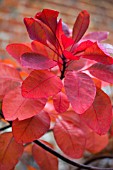 COTINUS GRACE