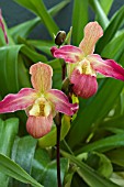 PHRAGMIPEDIUM LONGUEVILLE