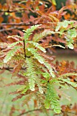 TAXODIUM DISTICHUM