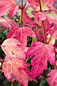 VIBURNUM OPULUS ROSEUM