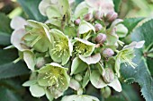 HELLEBORUS ANGUSTIFOLIUS