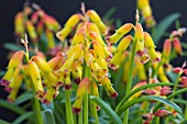 LACHENALIA GLAUCA