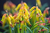 LACHENALIA ALOIDES GLAUCA