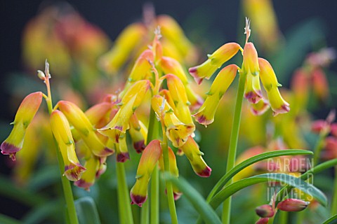 LACHENALIA_ALOIDES_GLAUCA