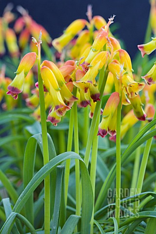 LACHENALIA_ALOIDES_GLAUCA