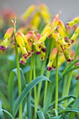 LACHENALIA ALOIDES GLAUCA