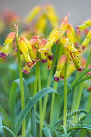 LACHENALIA_ALOIDES_GLAUCA