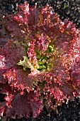 LACTUCA SATIVA GIARDINA