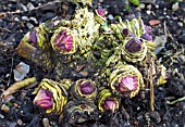 CRAMBE MARITIMA