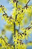 HAMAMELIS X INTERMEDIA PALLIDA